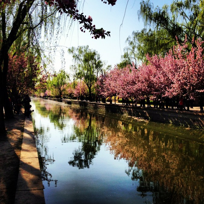 Trees in bloom at the Yuan Dynasty City Wall park.