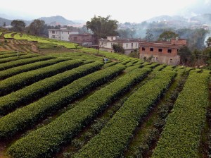 A team farm in rural Anxi, Fujian province. The Chinese government has 